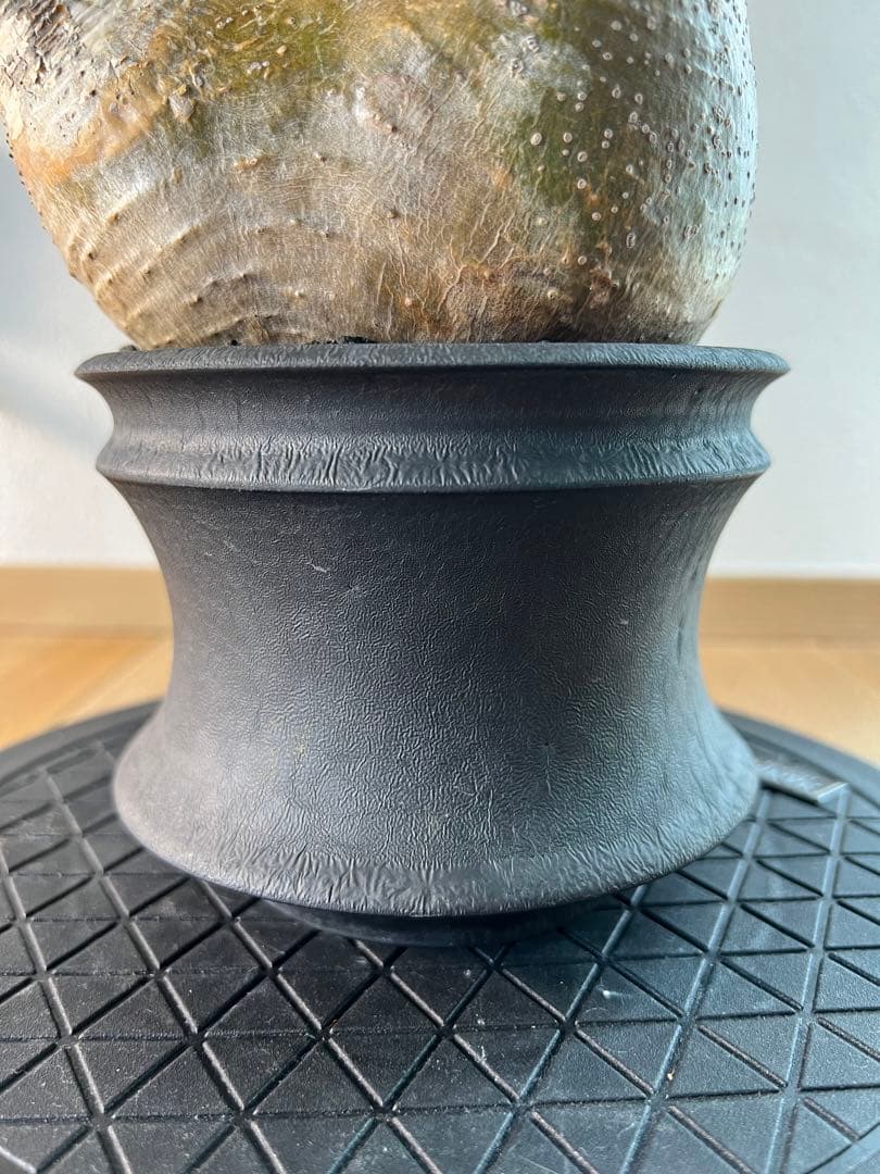 アツ　グラキリス