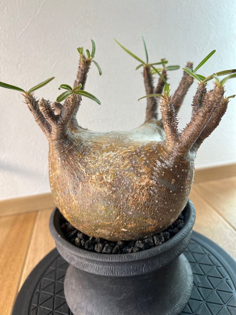 アツ　グラキリス