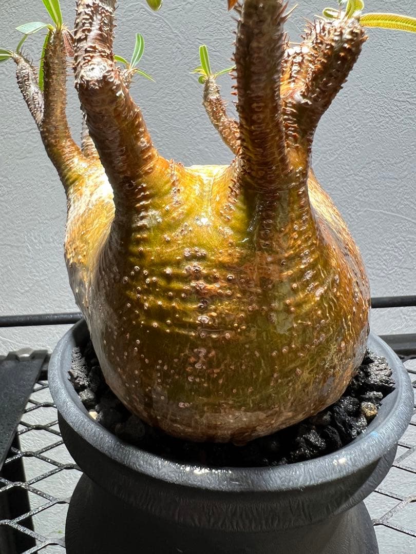 アツ　グラキリス