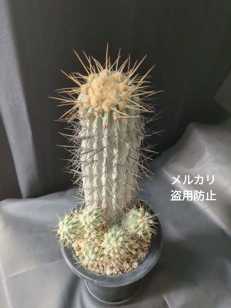 現地球 Copiapoa　コピアポア 逆鱗丸　ギガンティア　自根