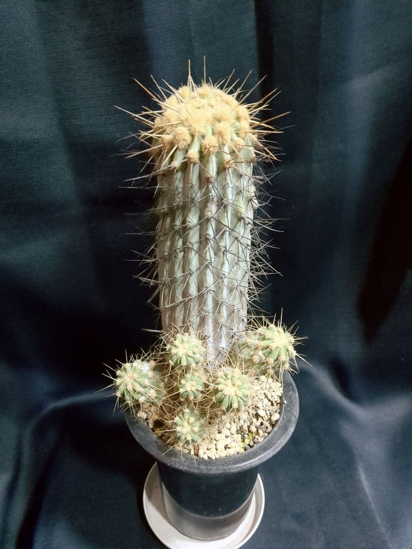 現地球 Copiapoa　コピアポア 逆鱗丸　ギガンティア　自根
