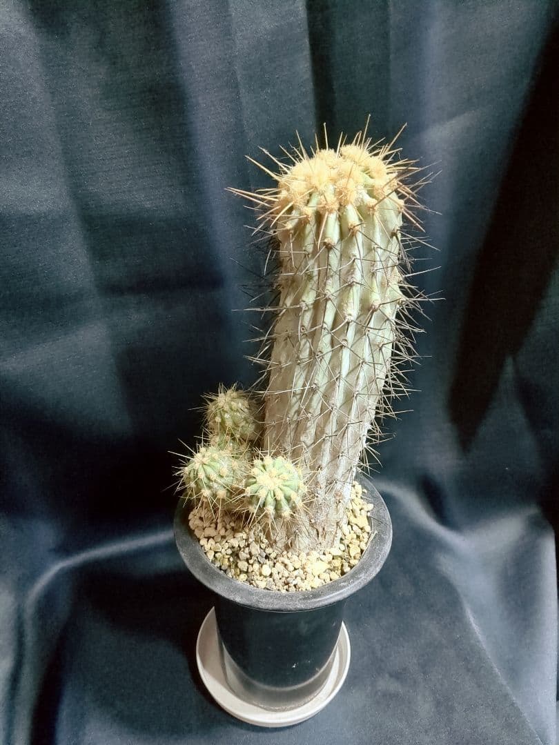 現地球 Copiapoa　コピアポア 逆鱗丸　ギガンティア　自根
