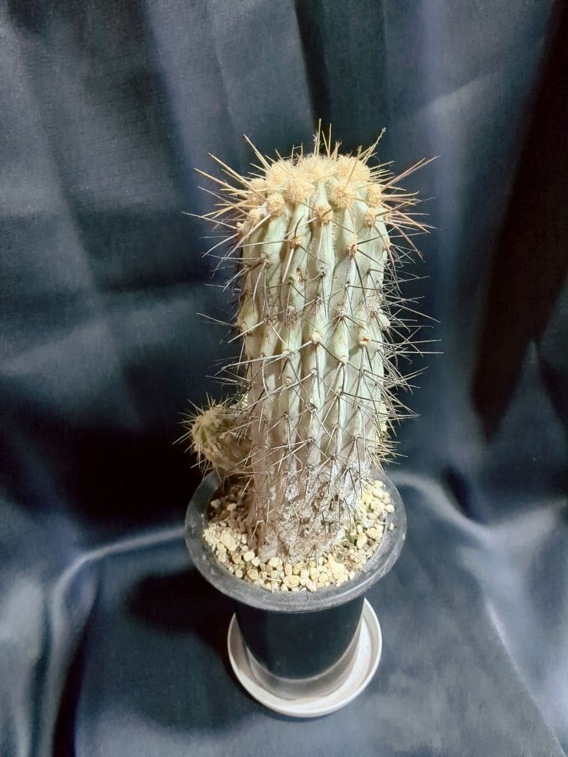現地球 Copiapoa　コピアポア 逆鱗丸　ギガンティア　自根
