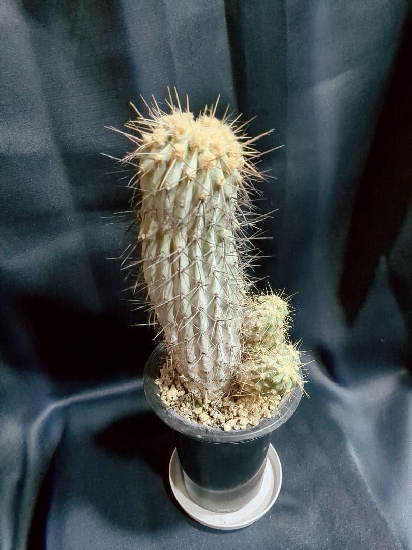 現地球 Copiapoa　コピアポア 逆鱗丸　ギガンティア　自根
