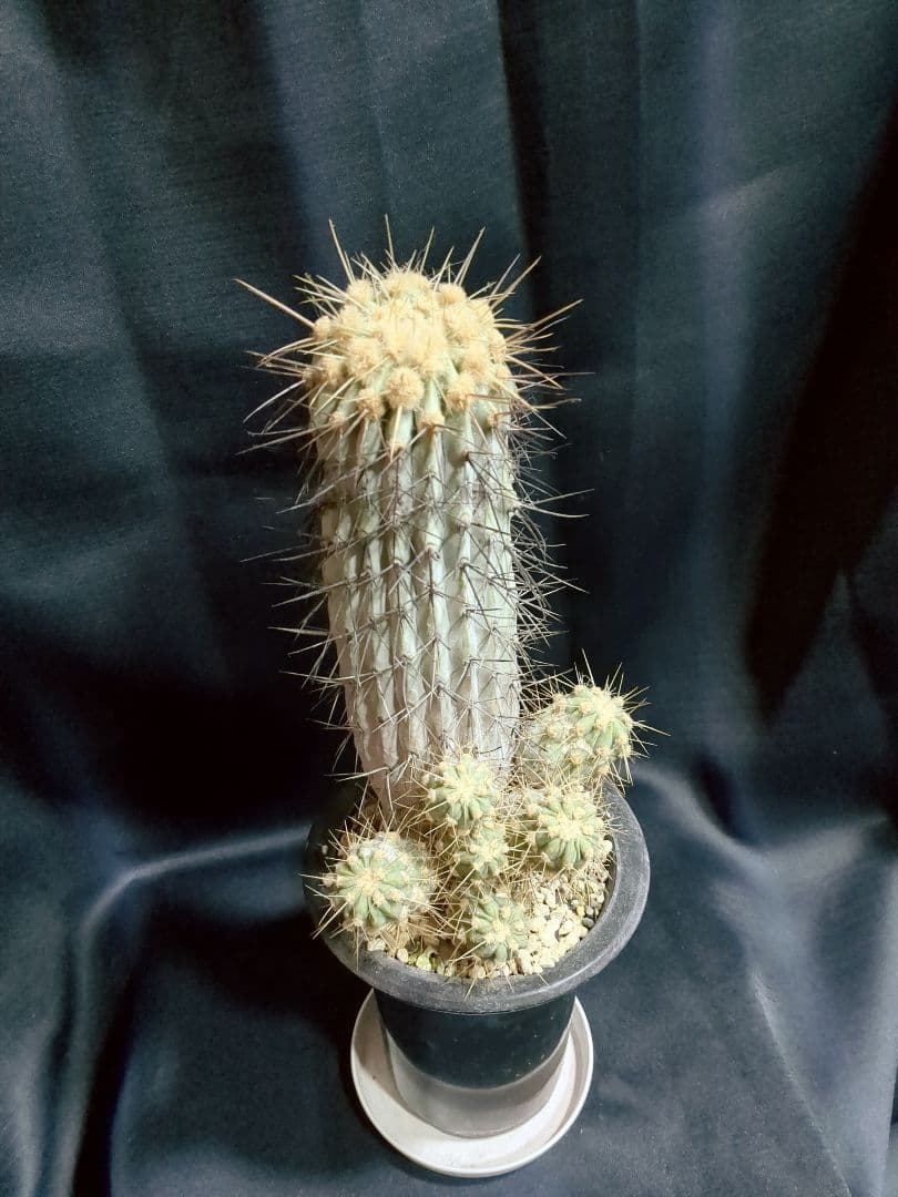 現地球 Copiapoa　コピアポア 逆鱗丸　ギガンティア　自根