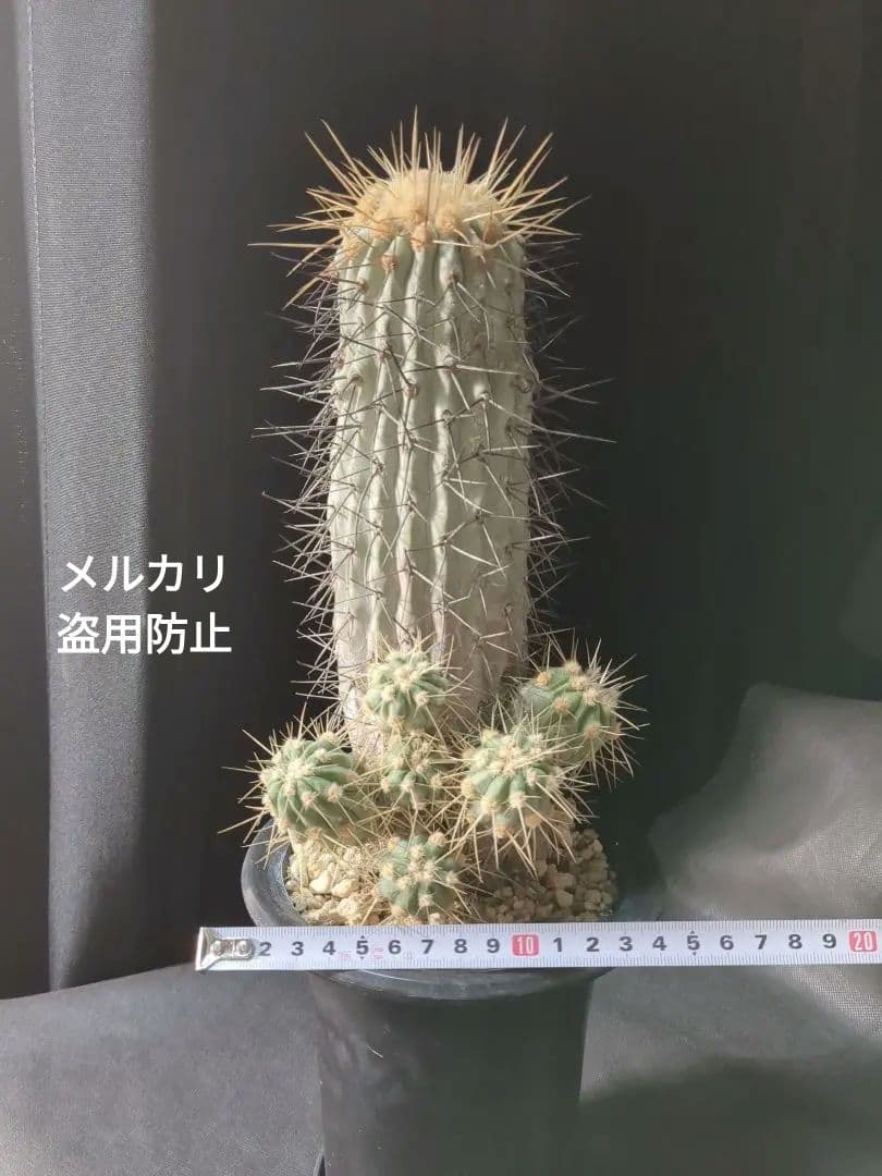 現地球 Copiapoa　コピアポア 逆鱗丸　ギガンティア　自根