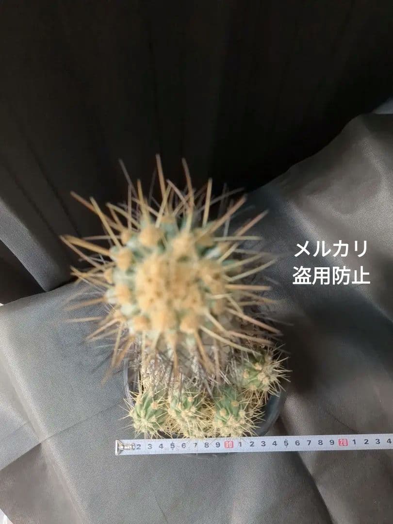 現地球 Copiapoa　コピアポア 逆鱗丸　ギガンティア　自根