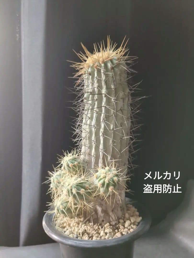 現地球 Copiapoa　コピアポア 逆鱗丸　ギガンティア　自根