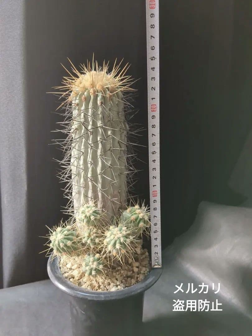 現地球 Copiapoa　コピアポア 逆鱗丸　ギガンティア　自根