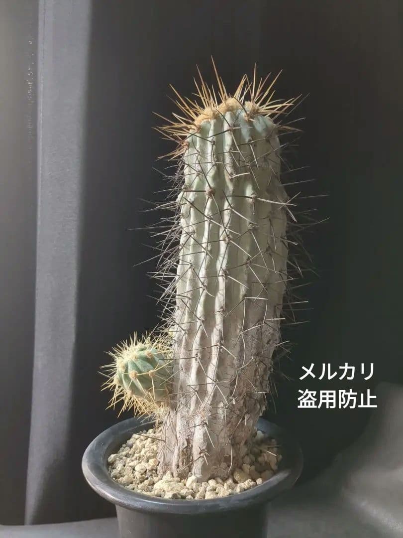 現地球 Copiapoa　コピアポア 逆鱗丸　ギガンティア　自根