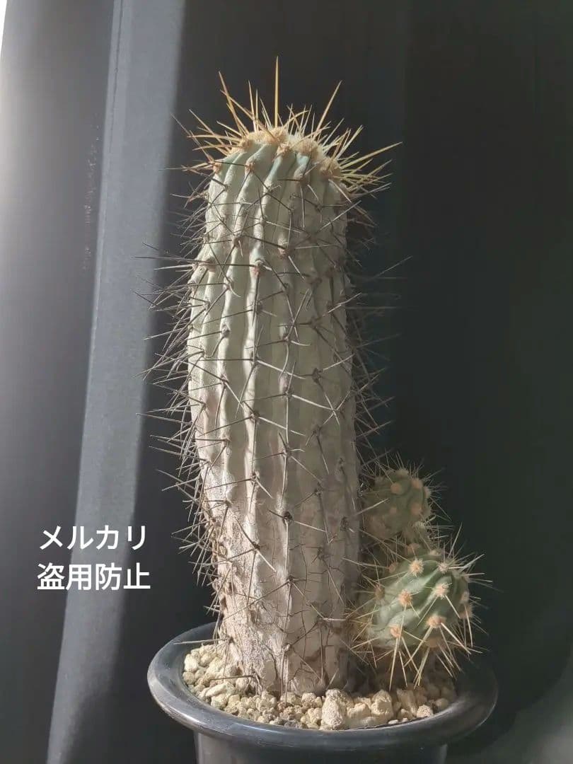 現地球 Copiapoa　コピアポア 逆鱗丸　ギガンティア　自根