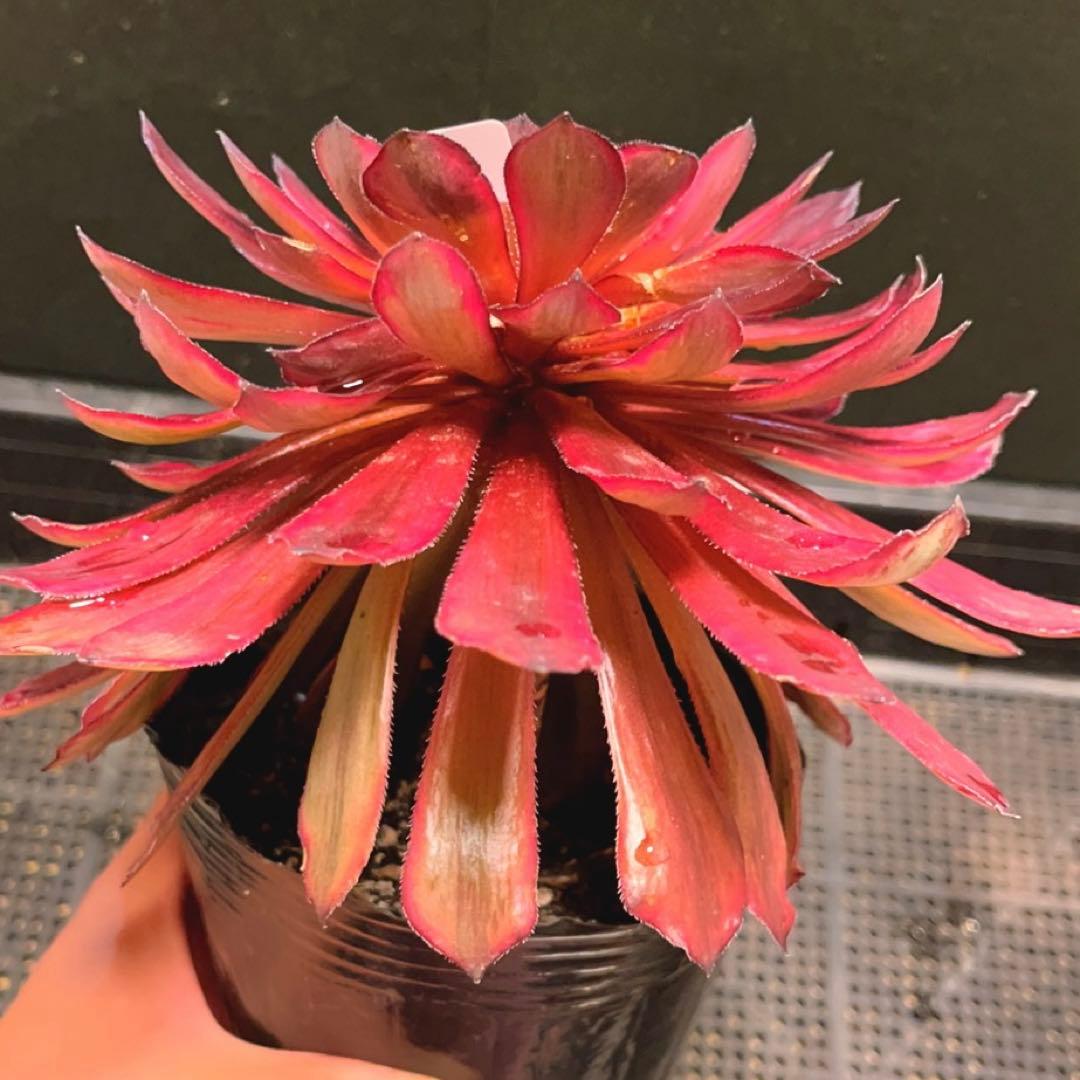 11#多肉植物アエオニウム錦❤️紫霞仙子❤️1大頭18cm拔き苗 - メルカリ