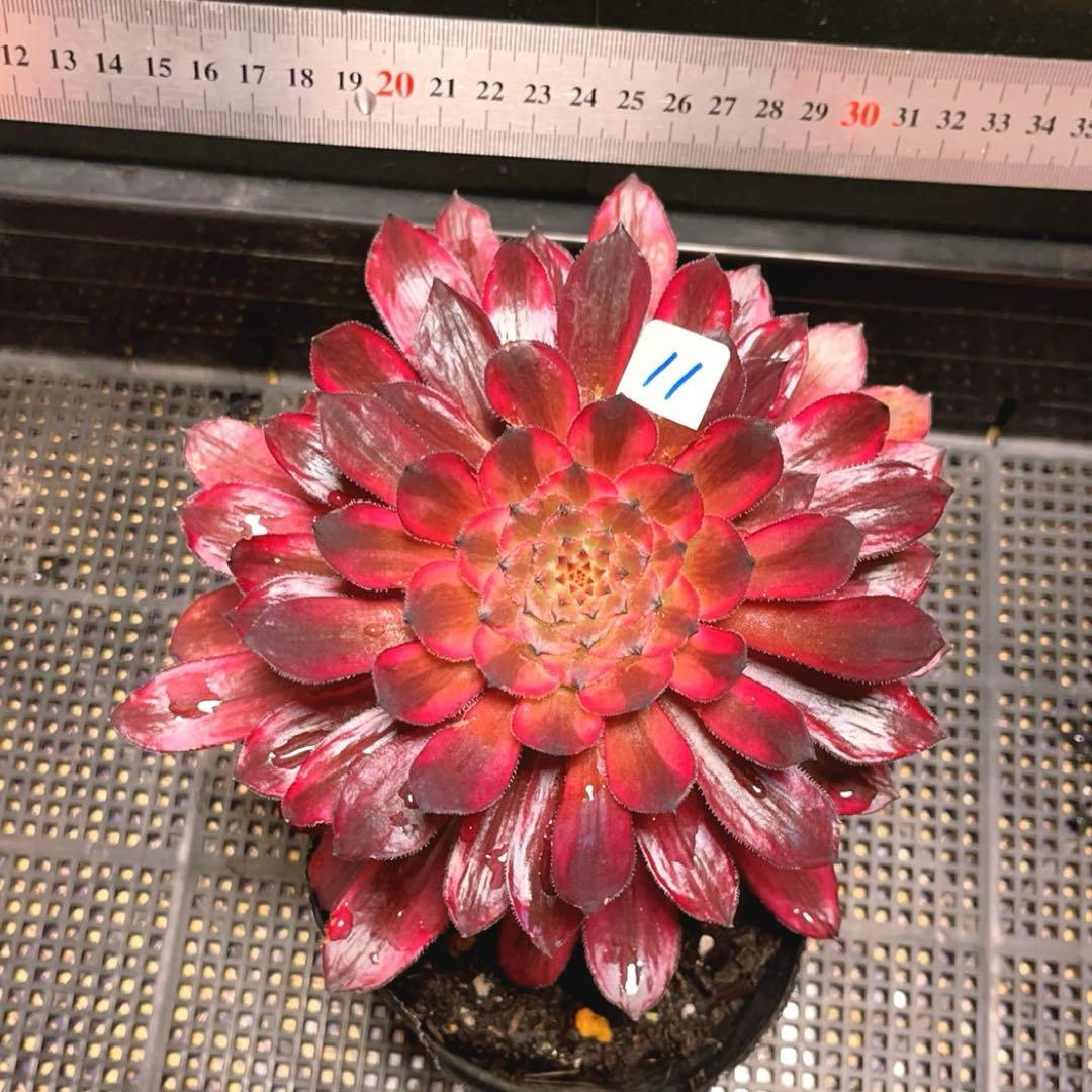 11#多肉植物アエオニウム錦❤️紫霞仙子❤️1大頭18cm拔き苗 - メルカリ