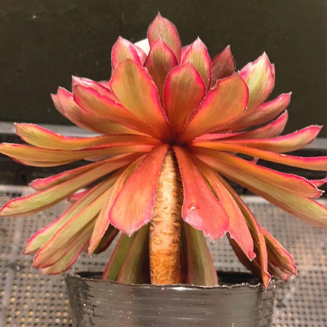 11#多肉植物アエオニウム錦❤️紫霞仙子❤️1大頭18cm拔き苗 - メルカリ