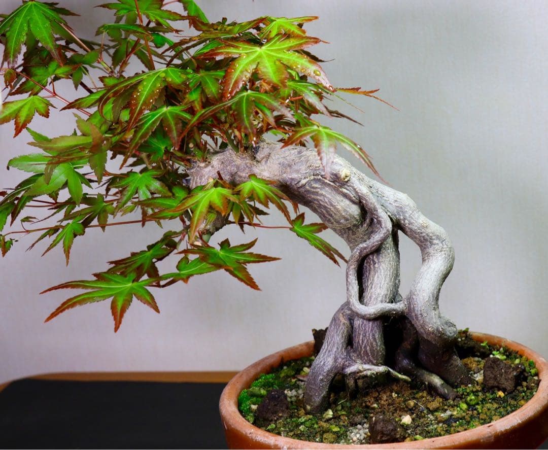 ヤマモミジ 山紅葉 小品盆栽 太幹 本格小品 根上がり 匿名配送 送料