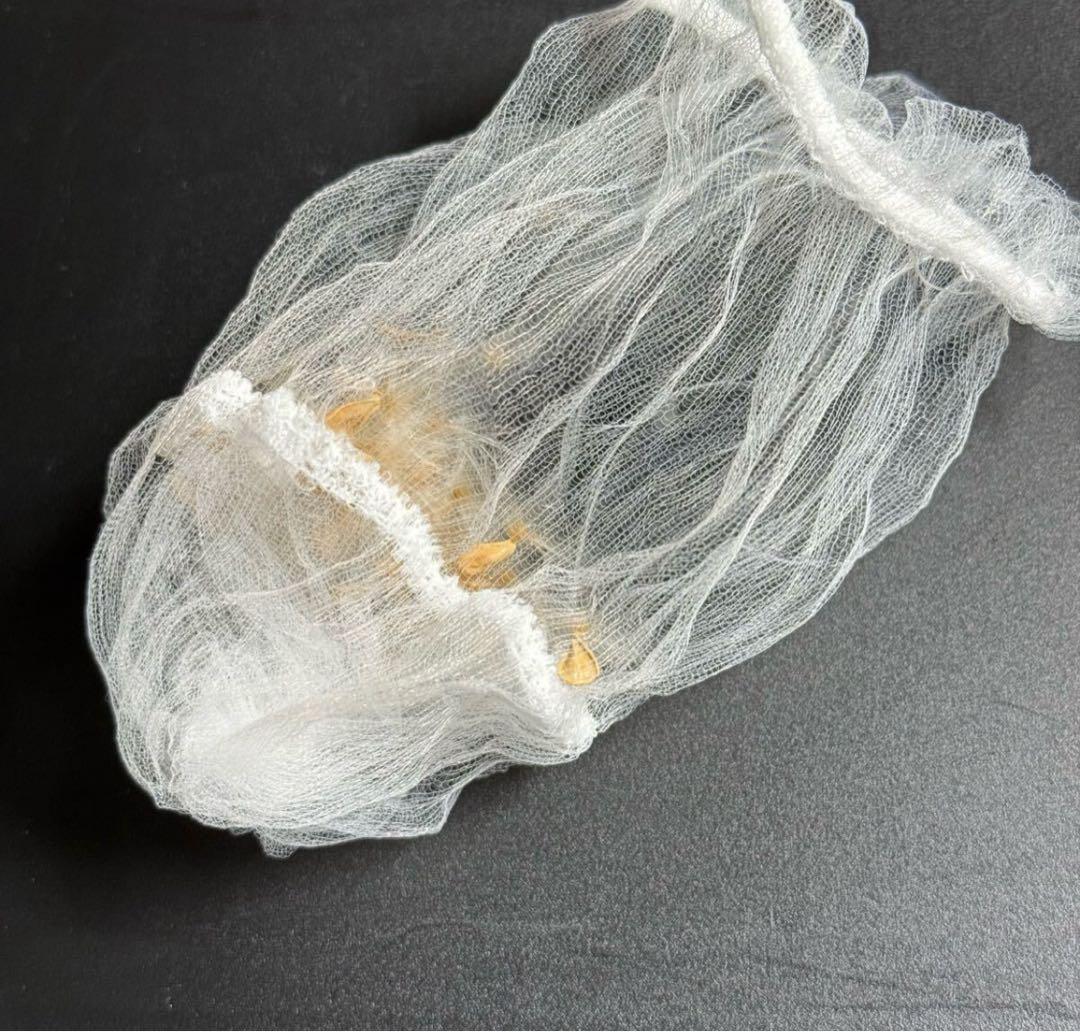 超新鮮　自家採種 パキポディウム　ウィンゾリー　種子　50粒　塊根植物