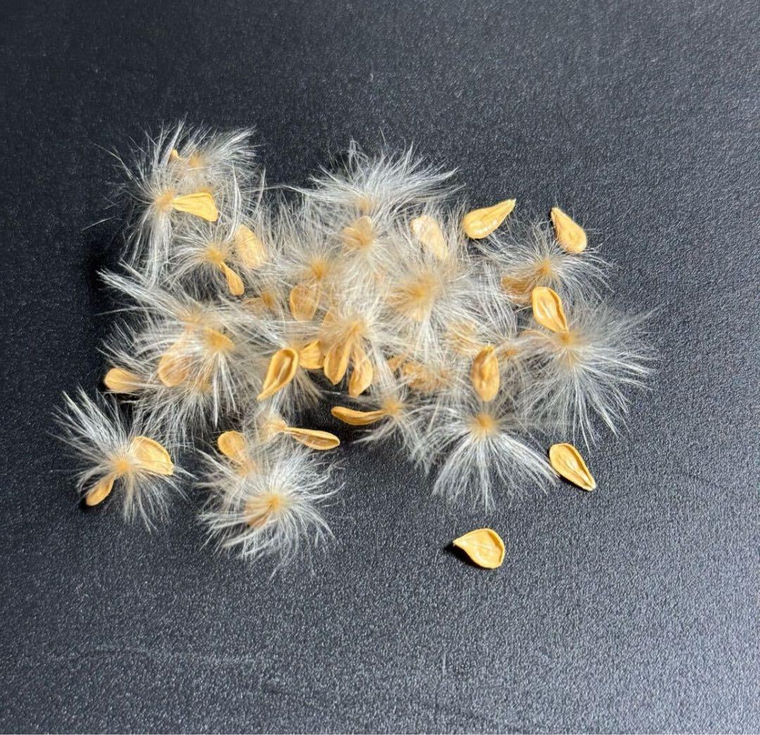 超新鮮　自家採種 パキポディウム　ウィンゾリー　種子　50粒　塊根植物