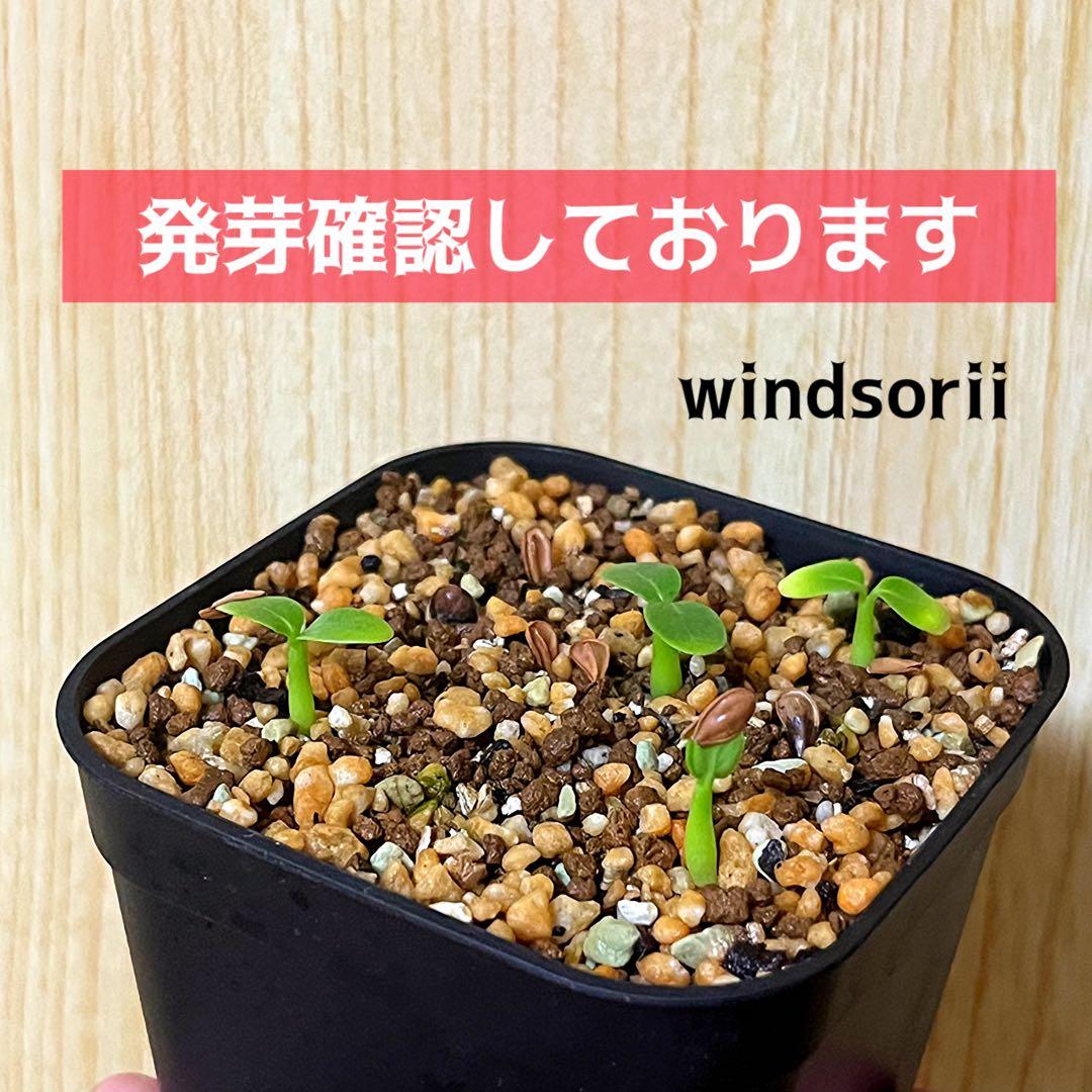 超新鮮　自家採種 パキポディウム　ウィンゾリー　種子　50粒　塊根植物