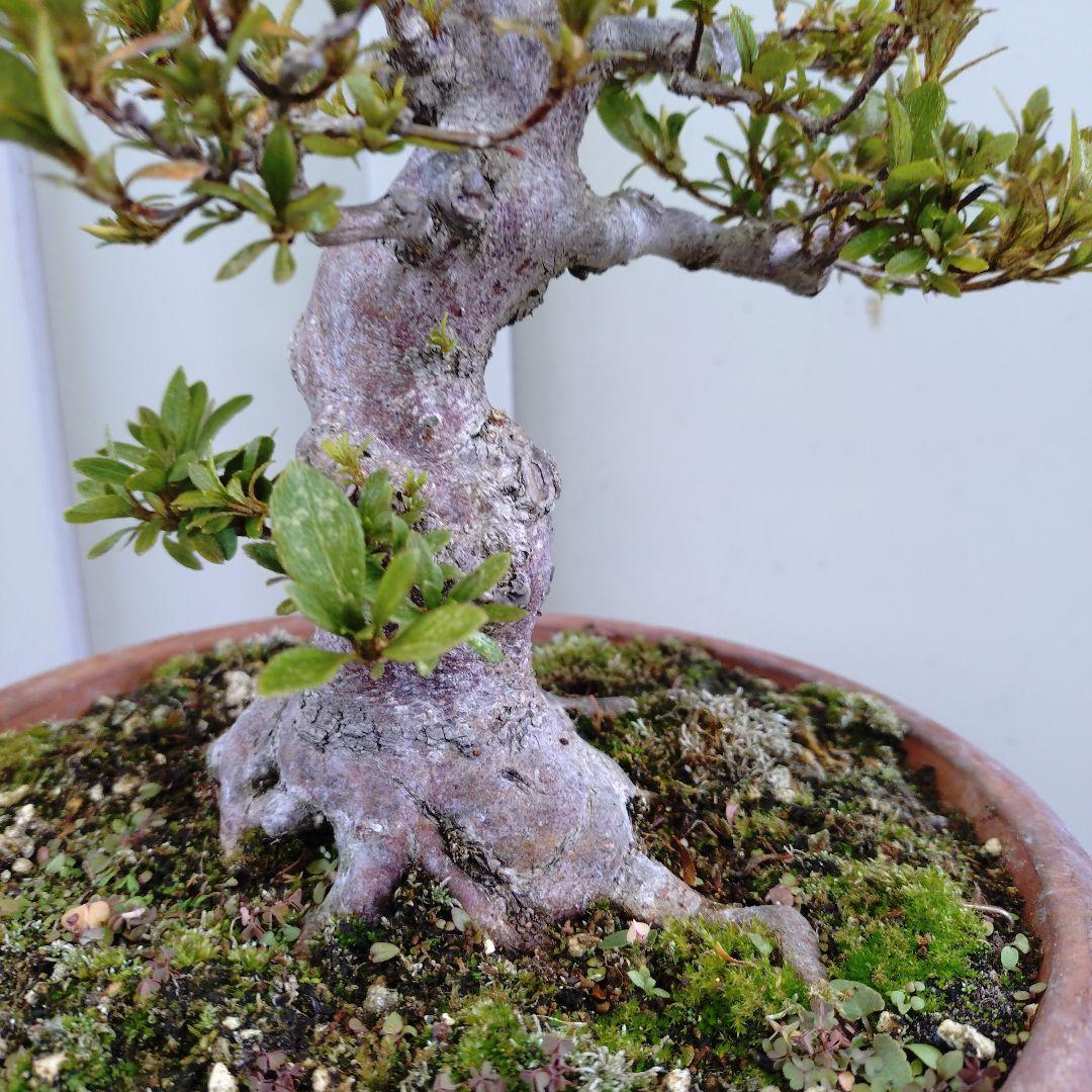 小品皐月　太幹日光　11.27撮影