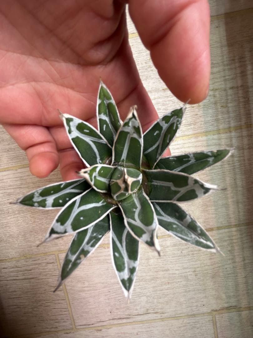 アガベ 濃白ペンキ児玉姫笹の雪約9cm発根済み - メルカリ