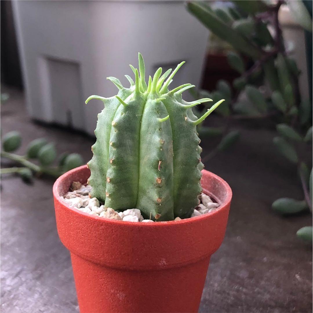 多肉植物^o^  カメレオンヘルメット