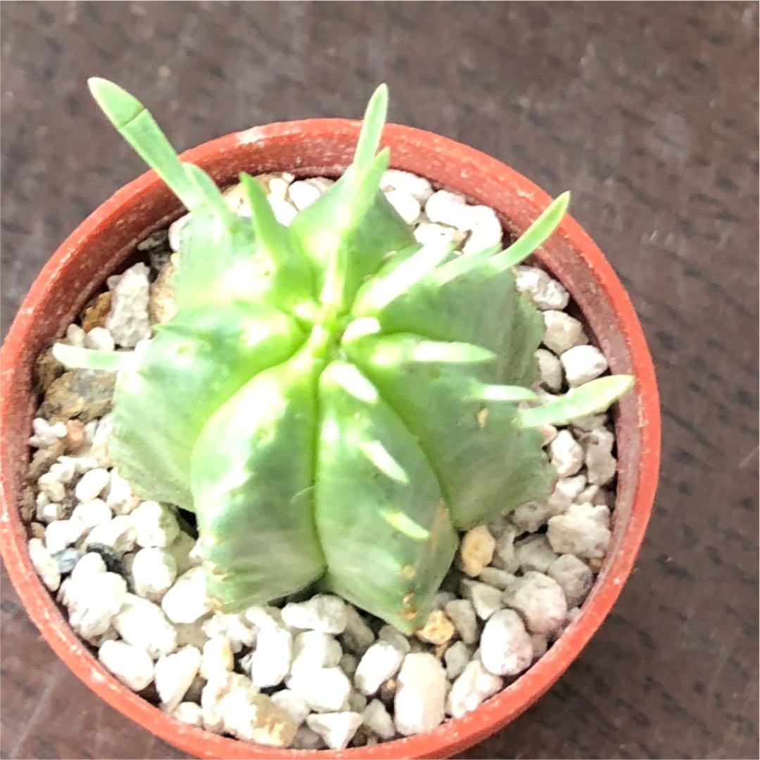 多肉植物^o^  カメレオンヘルメット