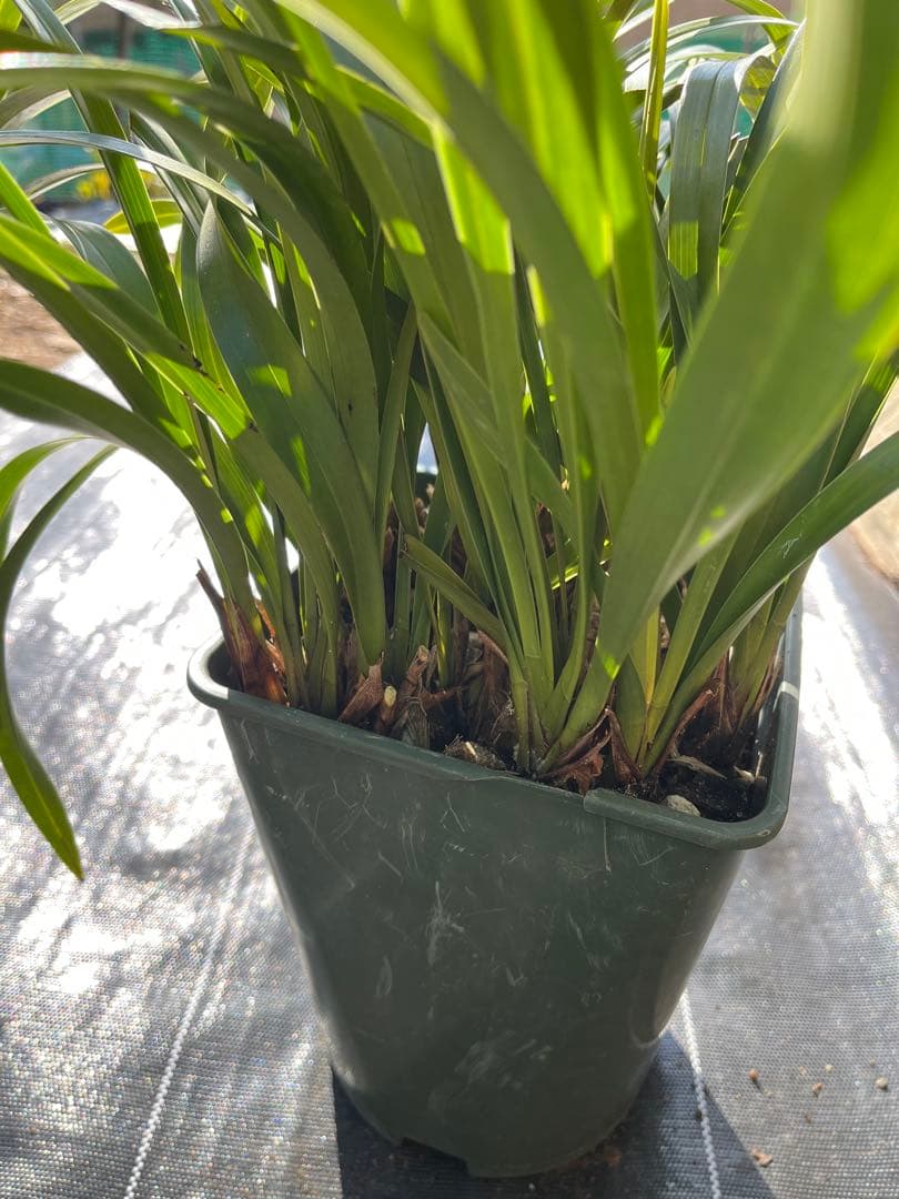 ⭐️キンリョウヘン 大株 新芽あり。（花芽か不明、花色→赤または黄