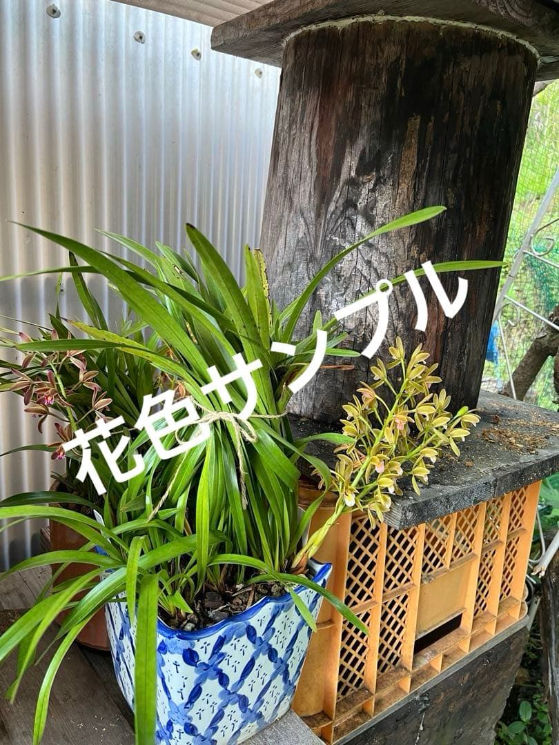 ⭐️キンリョウヘン 大株 新芽あり。（花芽か不明、花色→赤または黄