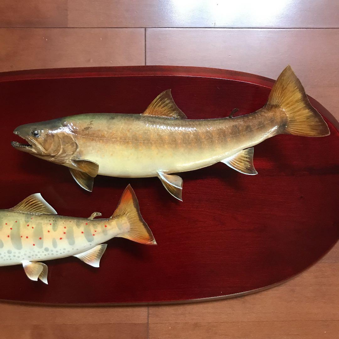 魚剥製天然2種セット