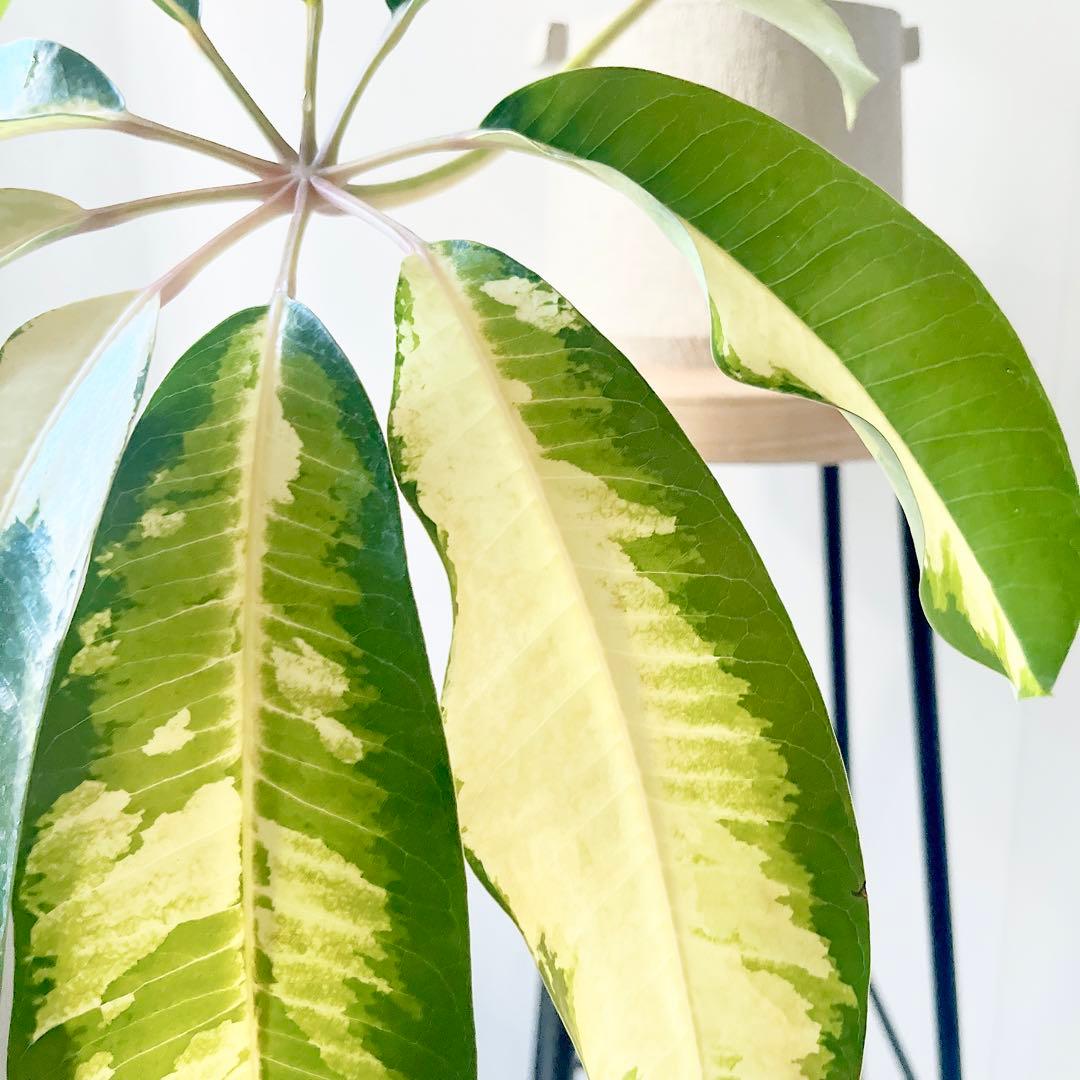 希少 斑入りツピタンサス ゴールデンキング 観葉植物 calm cafe - メルカリ