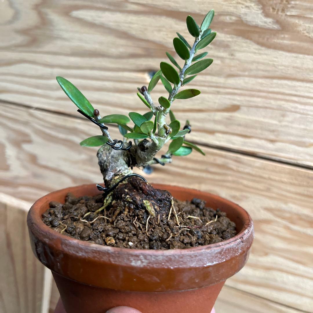 姫オリーブ盆栽 希少種 - メルカリ
