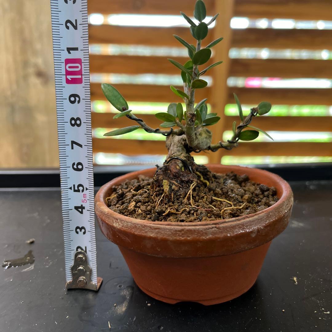 姫オリーブ盆栽 希少種 - メルカリ