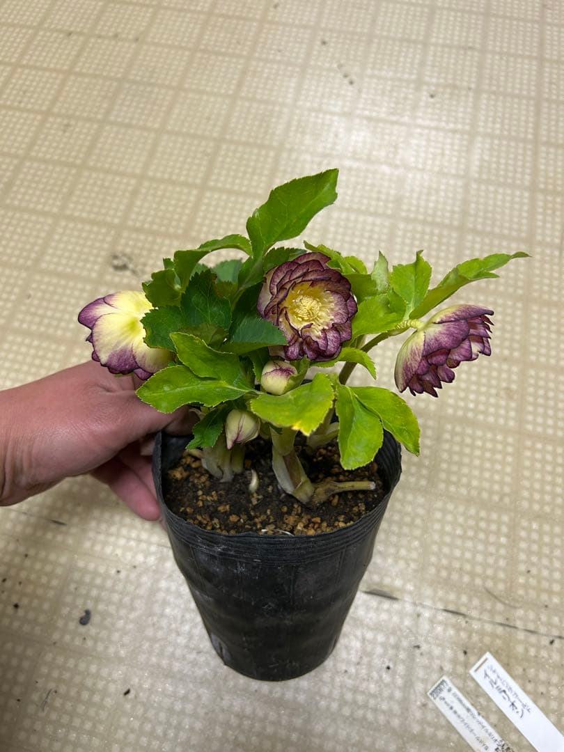 イルミリオン 加藤農園 クリスマスローズ同梱可能 - メルカリ