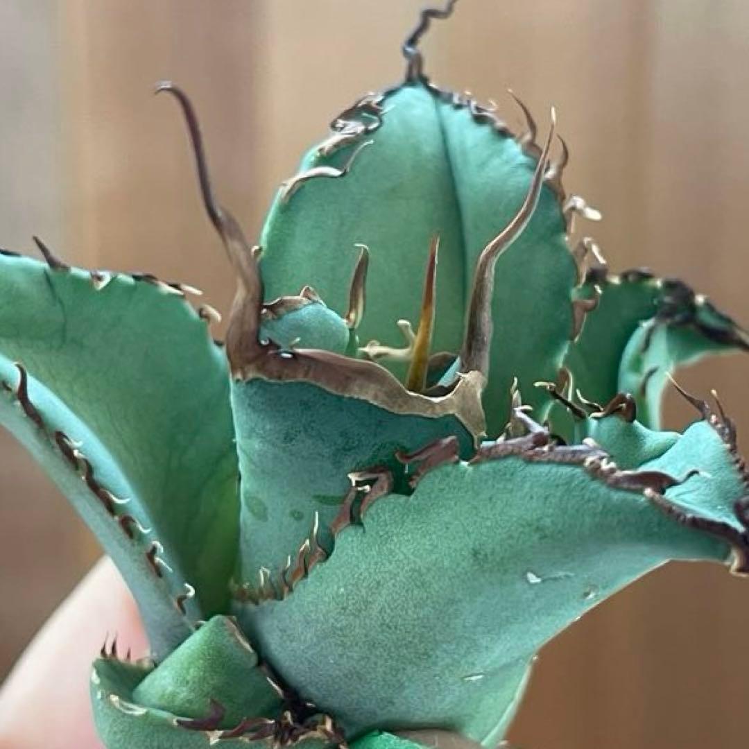 REZA産】イラン株 選抜 アガベ TARANTULA 特大 - メルカリ