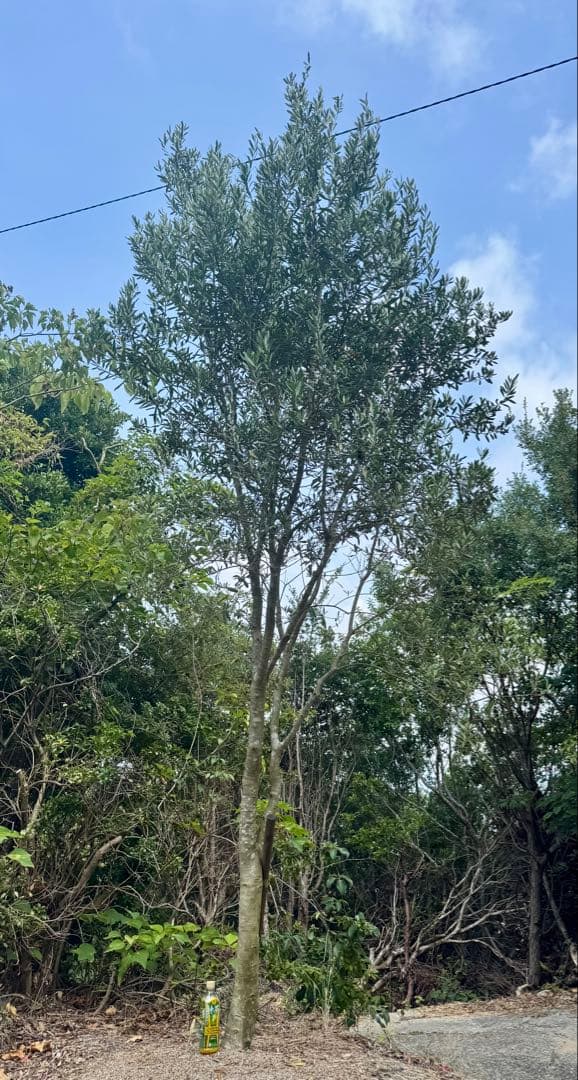 オリーブの木　シプレッシーノ　3メートル超