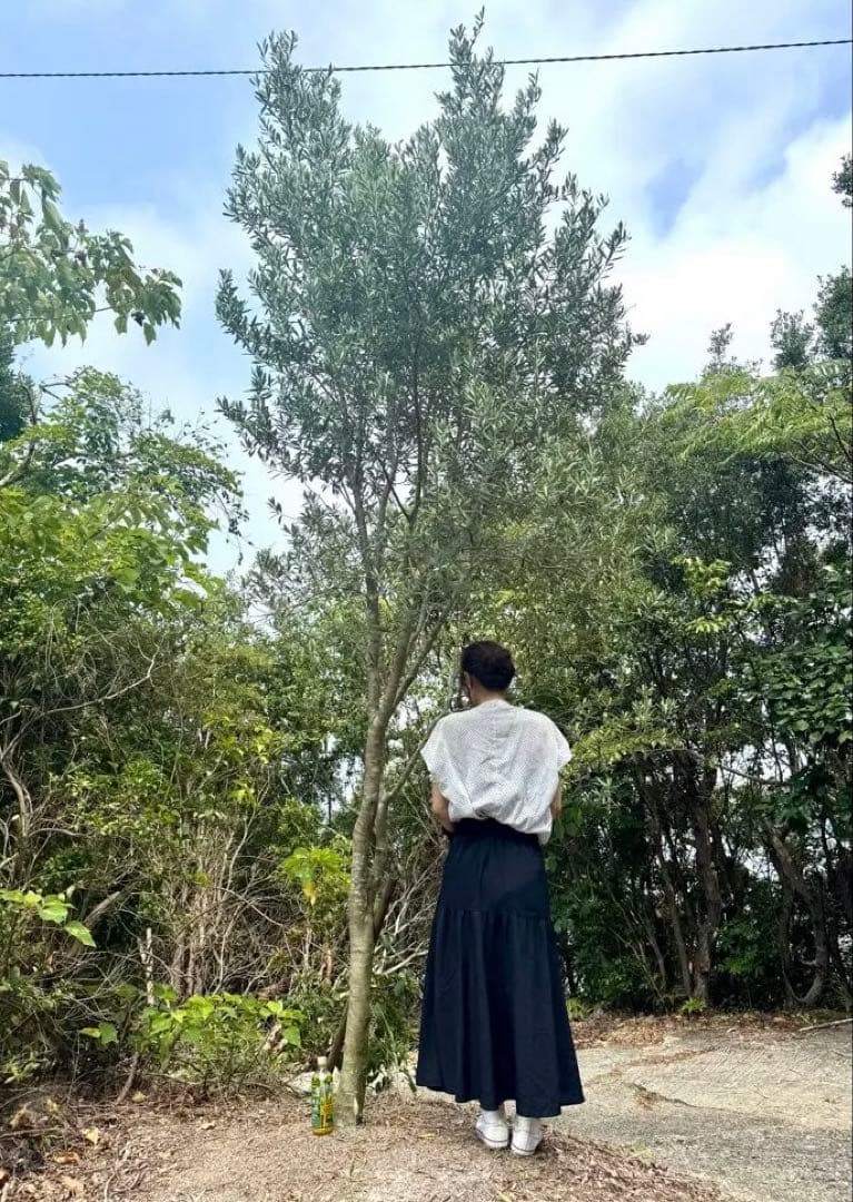 オリーブの木　シプレッシーノ　3メートル超