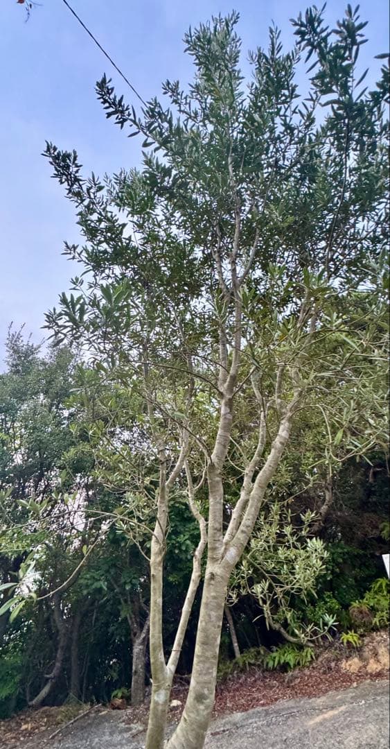 オリーブの木　シプレッシーノ　3メートル超