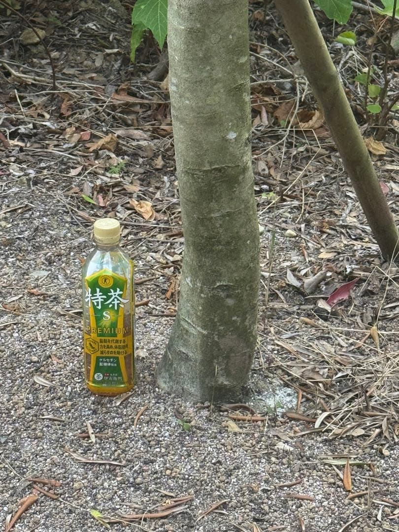 オリーブの木　シプレッシーノ　3メートル超