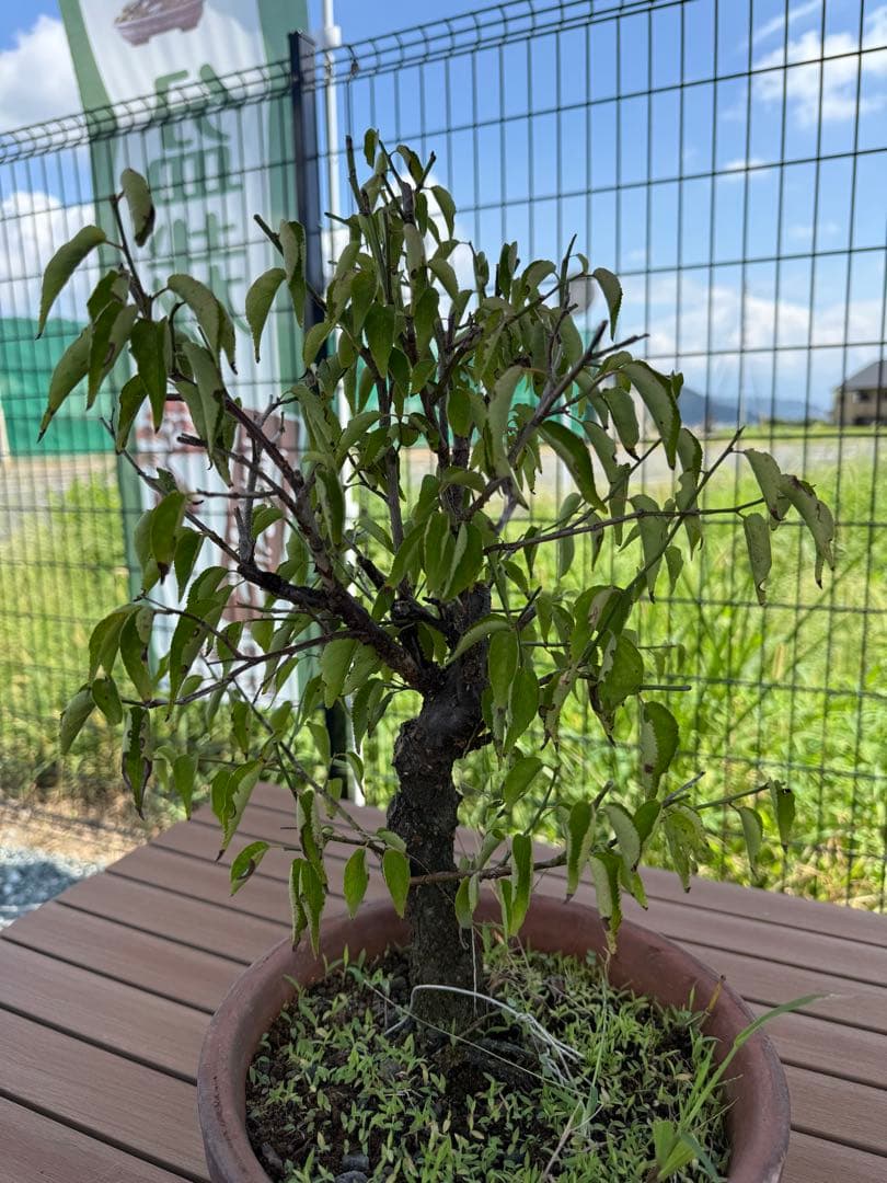 甲州野梅　白一重　鉢培養