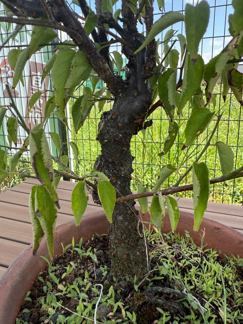 甲州野梅　白一重　鉢培養