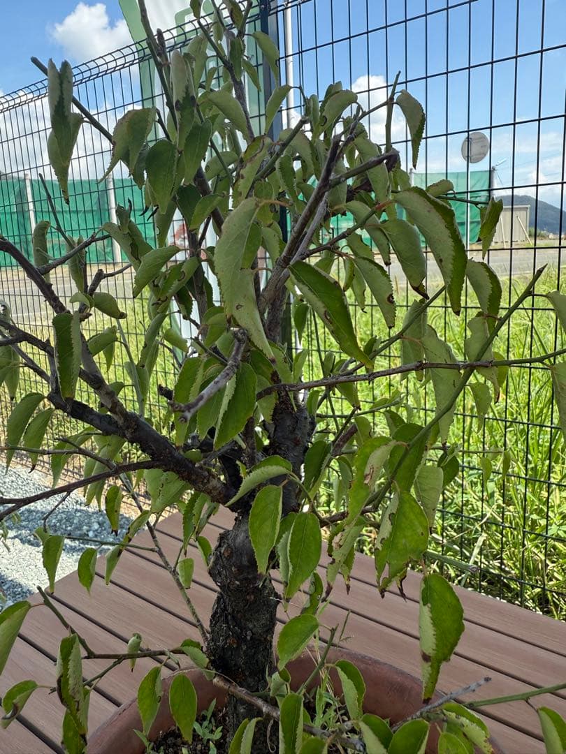 甲州野梅　白一重　鉢培養