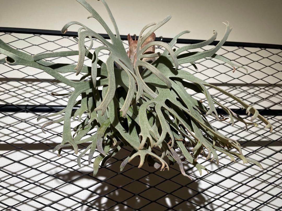 ビカクシダ　JGS 親株