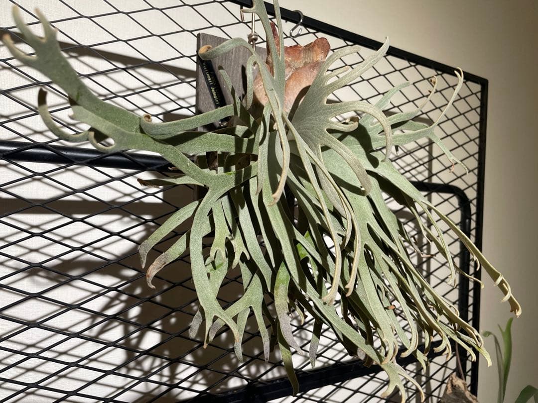 ビカクシダ　JGS 親株