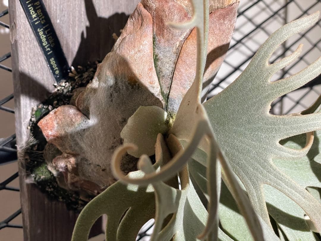 ビカクシダ　JGS 親株