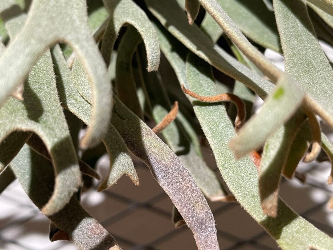 ビカクシダ　JGS 親株