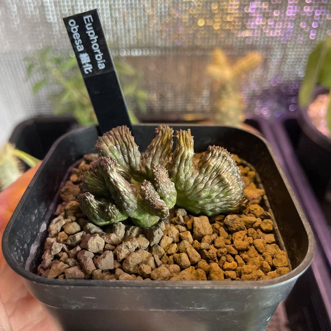 ユーフォルビア オベサ 綴化 90プレステラ