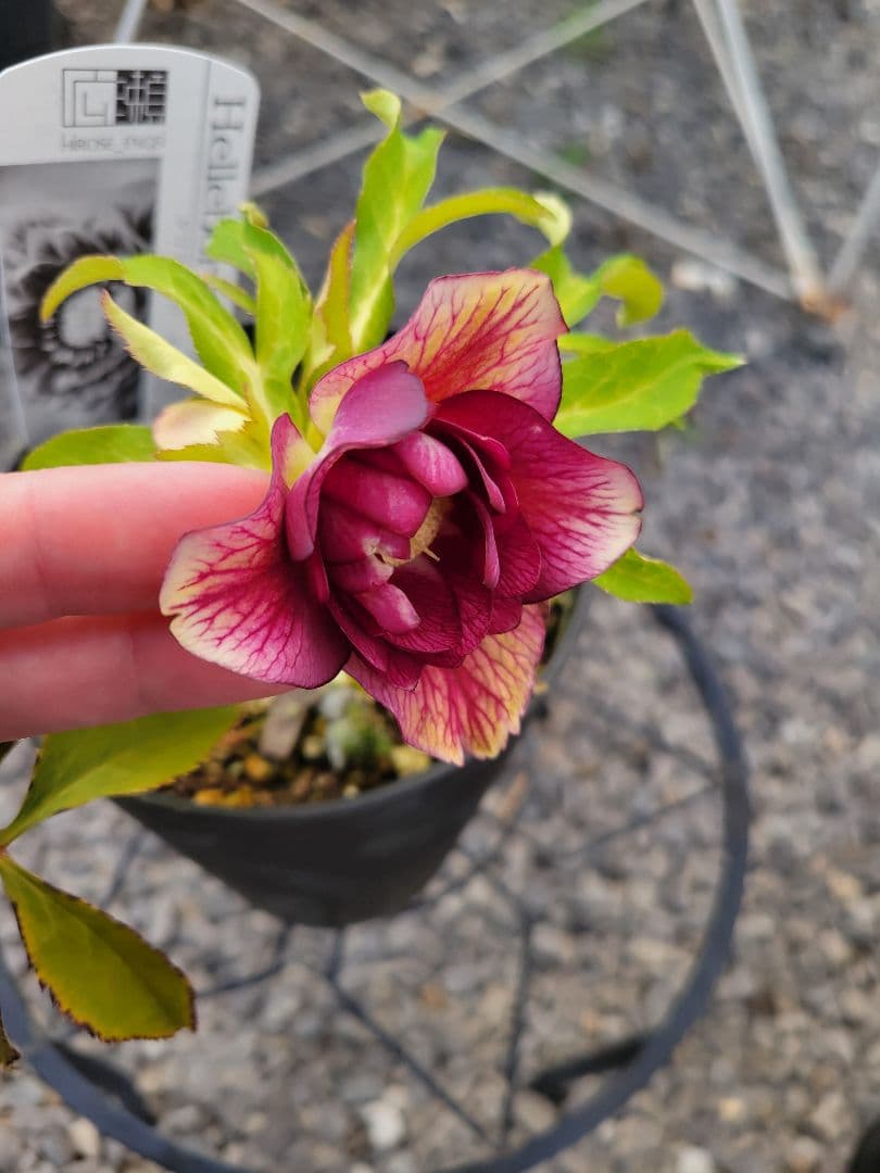 広瀬園芸　クリスマスローズ　レッドベインタブル