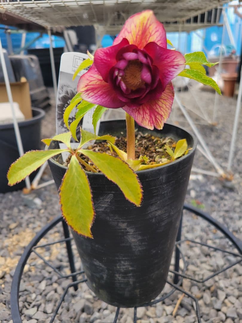 広瀬園芸　クリスマスローズ　レッドベインタブル