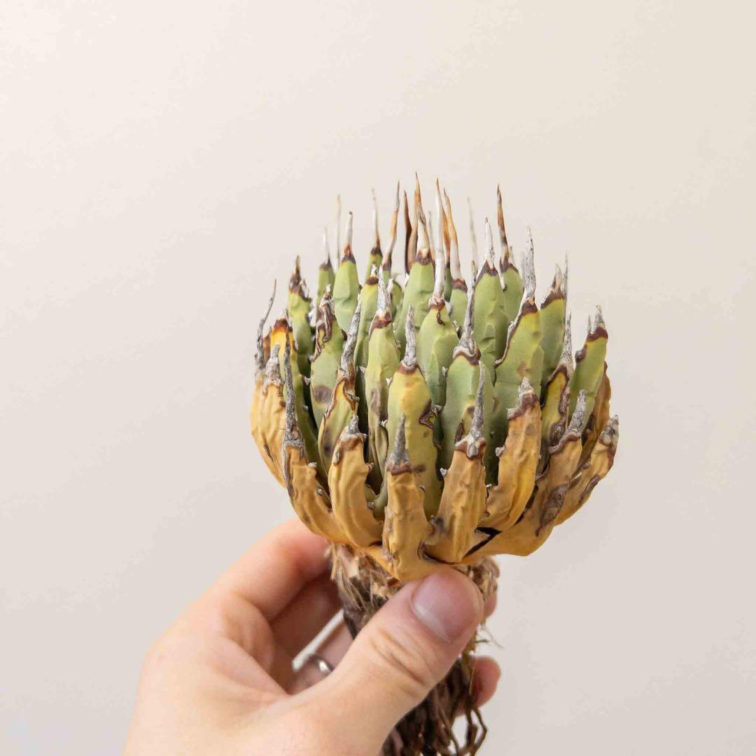 69 ユタエンシス エボリスピナ 現地株 ベアルート 陽炎 アガベ