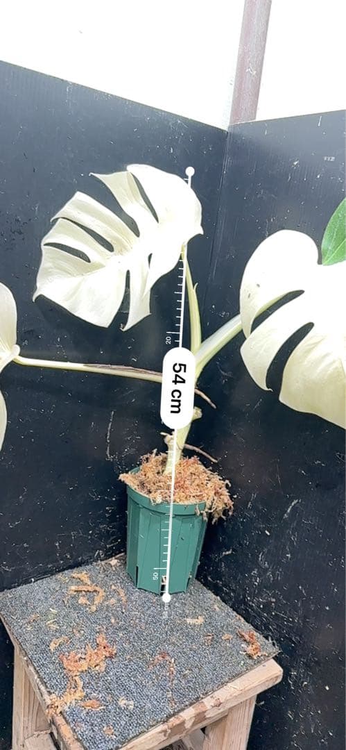 リ*ー様 斑入りモンステラ極上ホワイトタイガーフルムーン4号鉢植え発